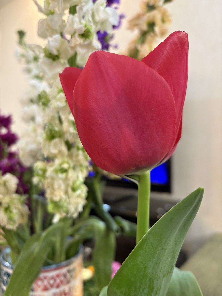 Maryam Manouchehri tweet media