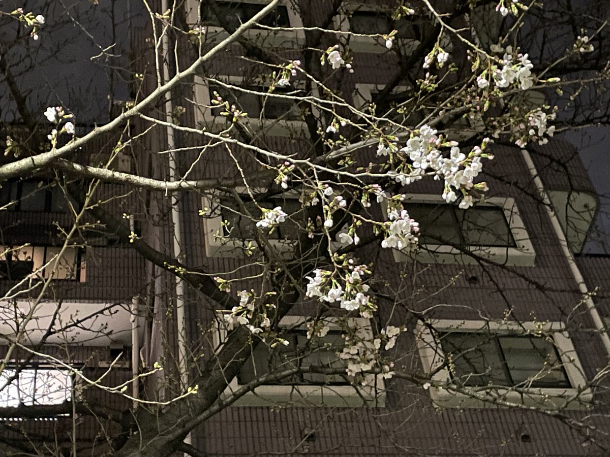 yonelele's tweet photo. 俺の桜
二分咲き https://t.co/L8bDlpkIvy