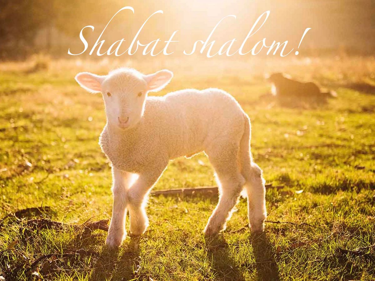 Jeannette Joosten ✡ tweet media