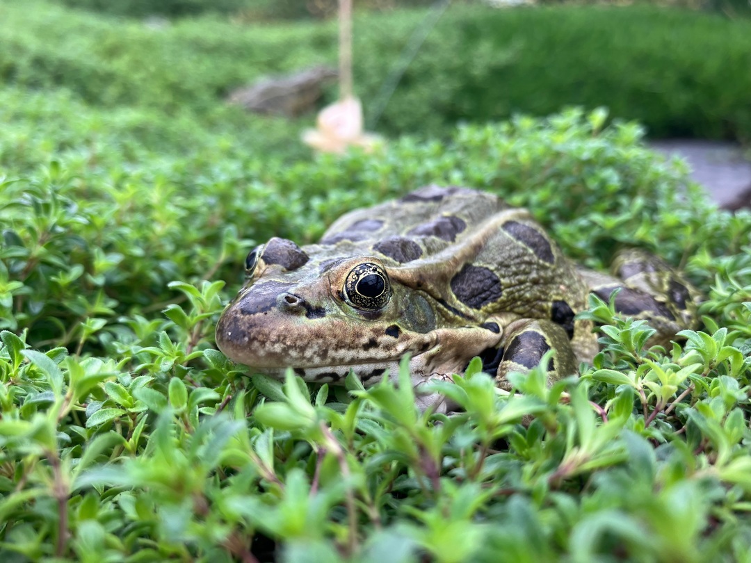 Calgary Zoo tweet media