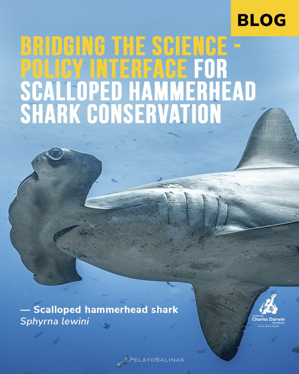 Charles Darwin Foundation-Fundación Charles Darwin tweet media