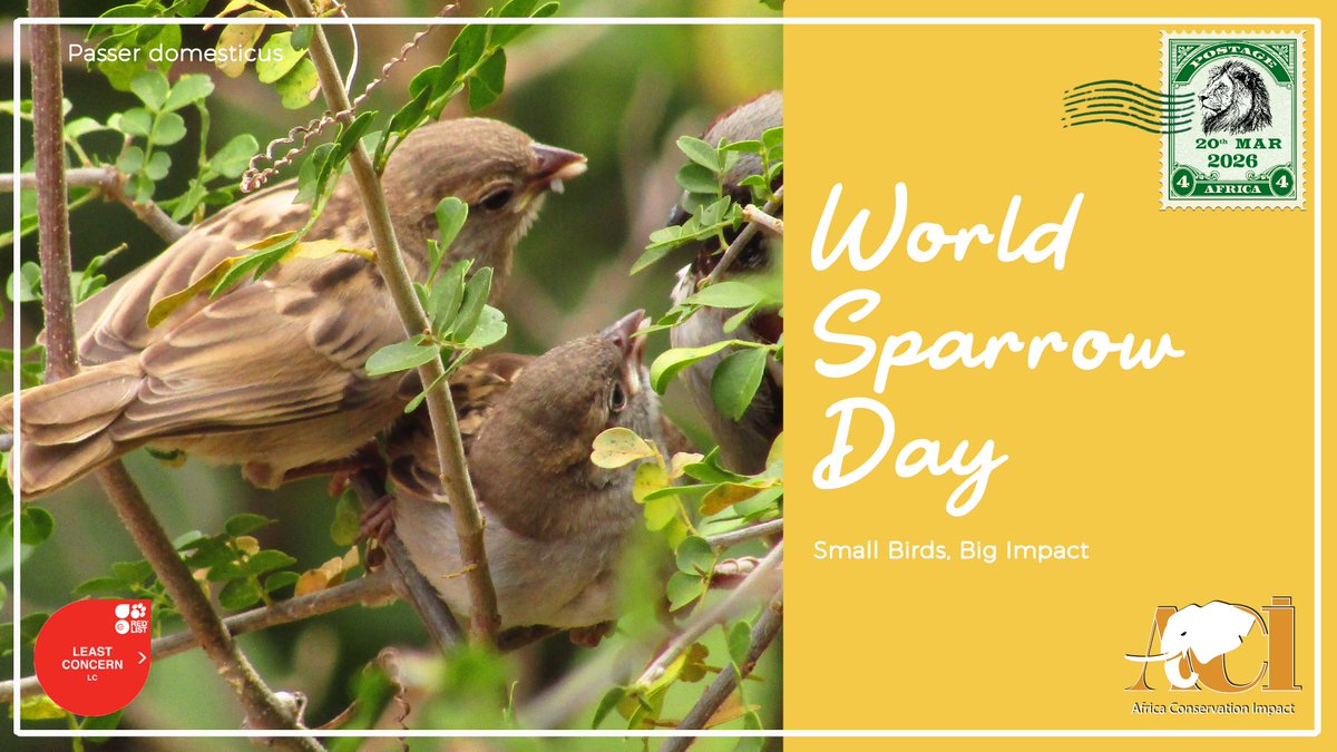 Africa Conservation Impact tweet media