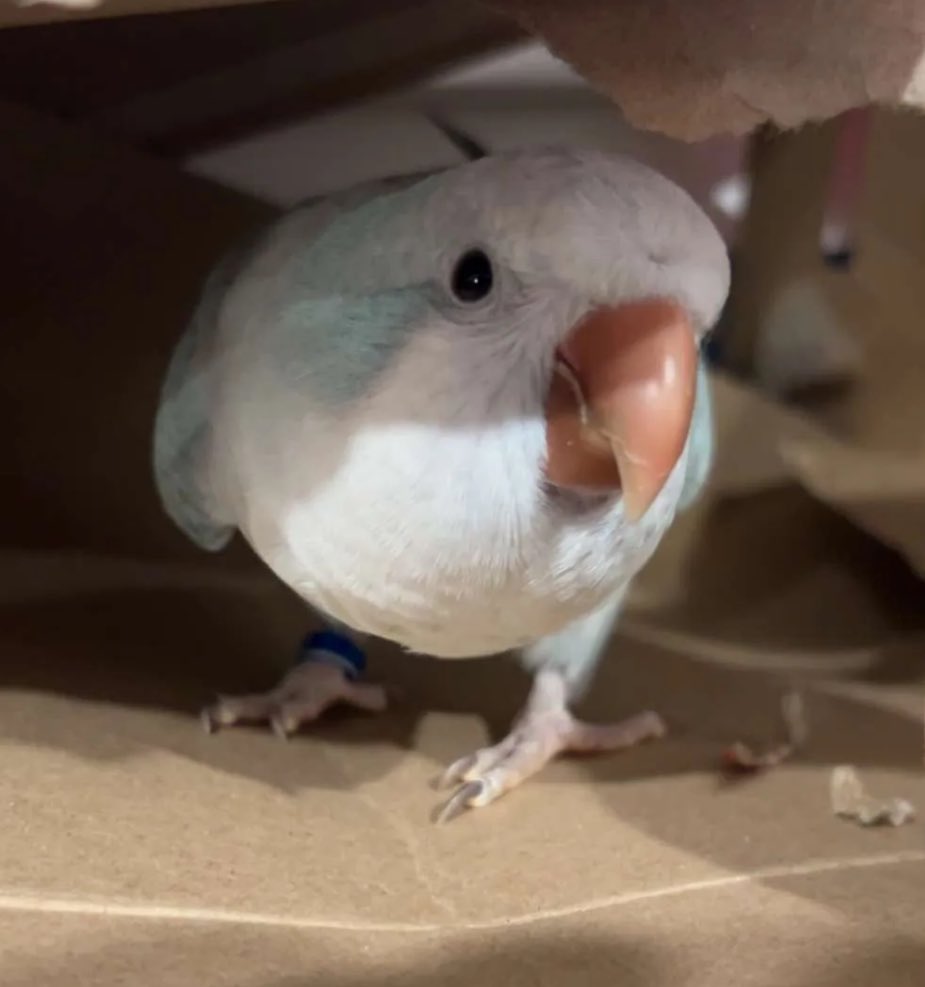 Can this year give me a break? Like just a week without chaos?? 

I am still baby birds mom