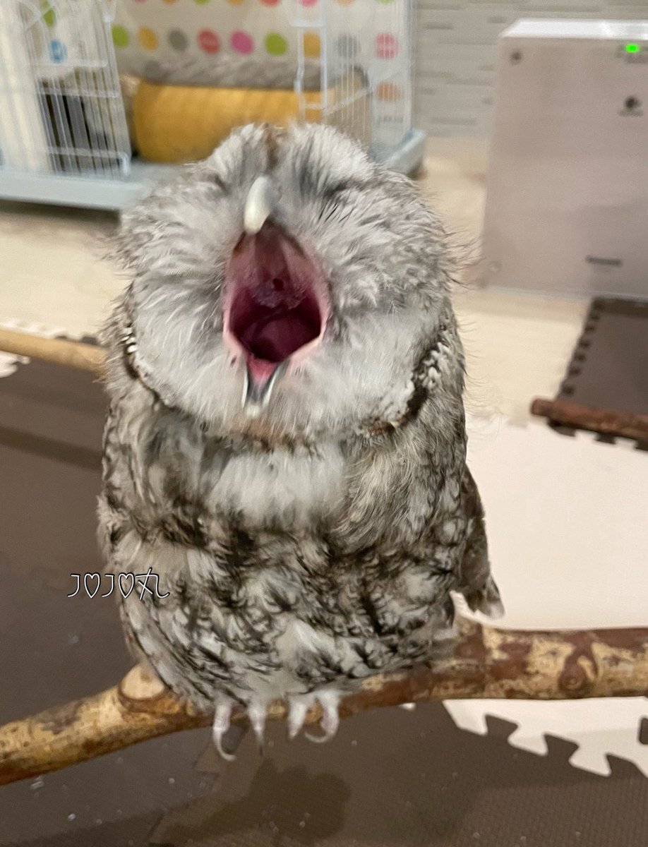 ジョジョ丸 tweet media