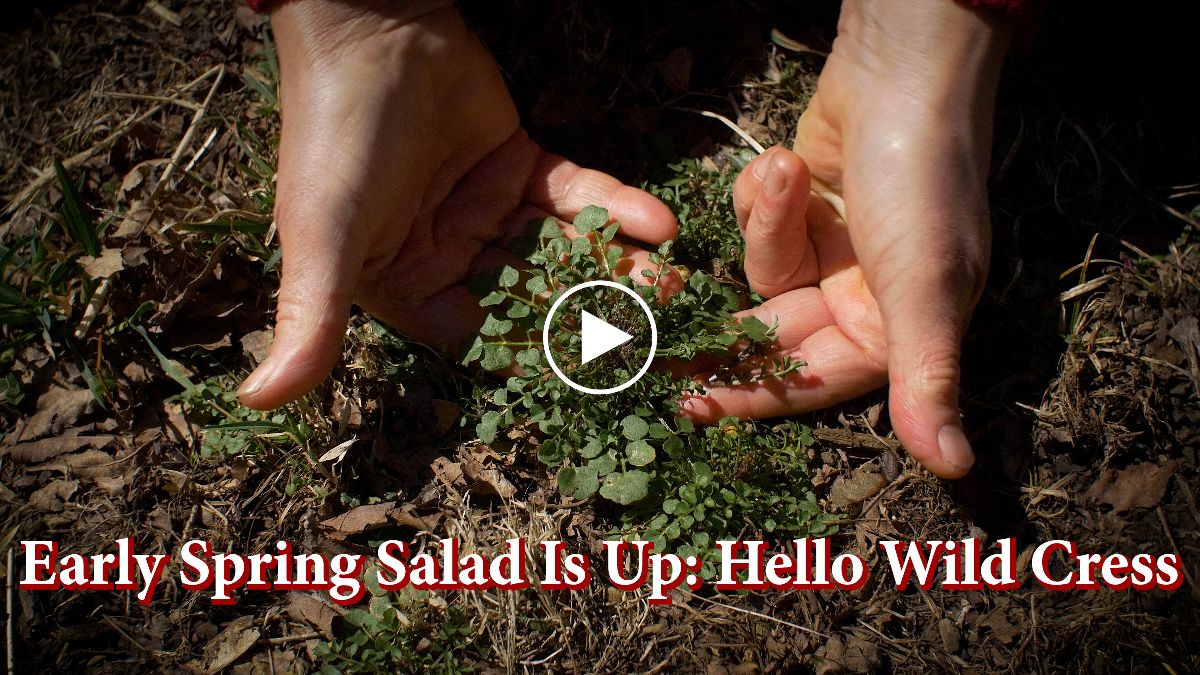 Foraging & Feasting tweet media