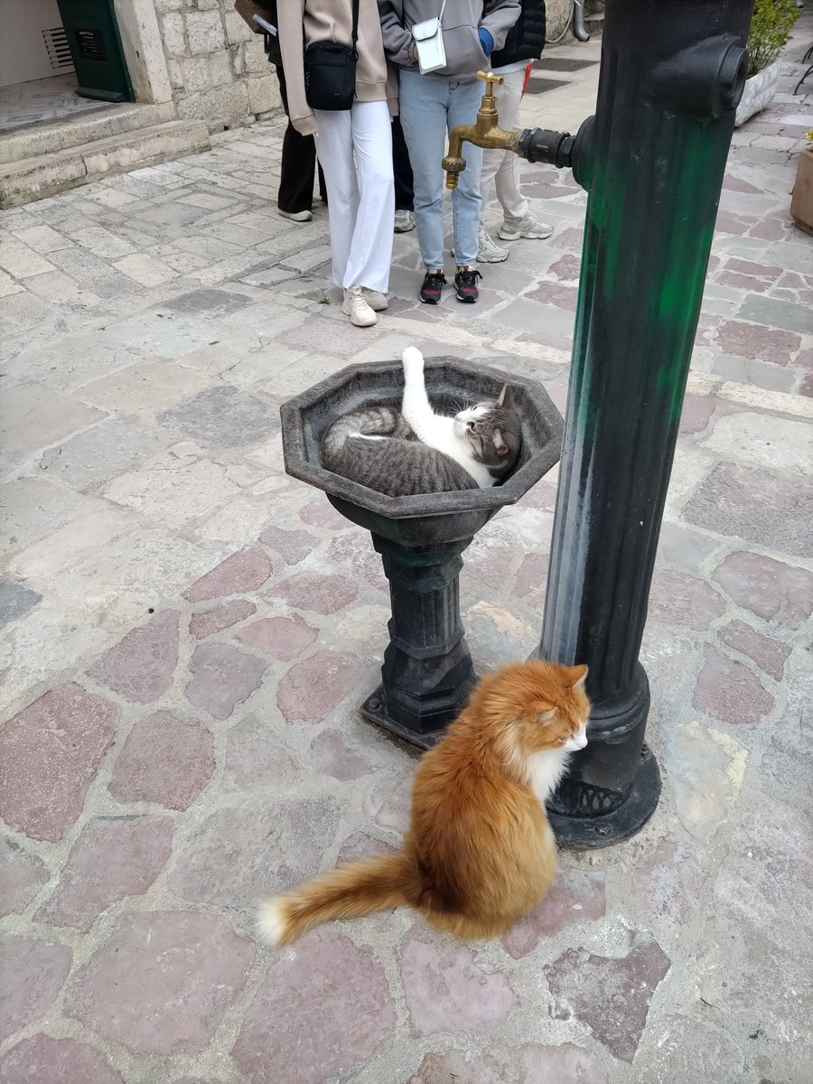 Enrique Nácher tweet media