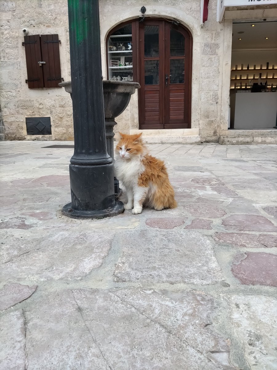 Enrique Nácher tweet media