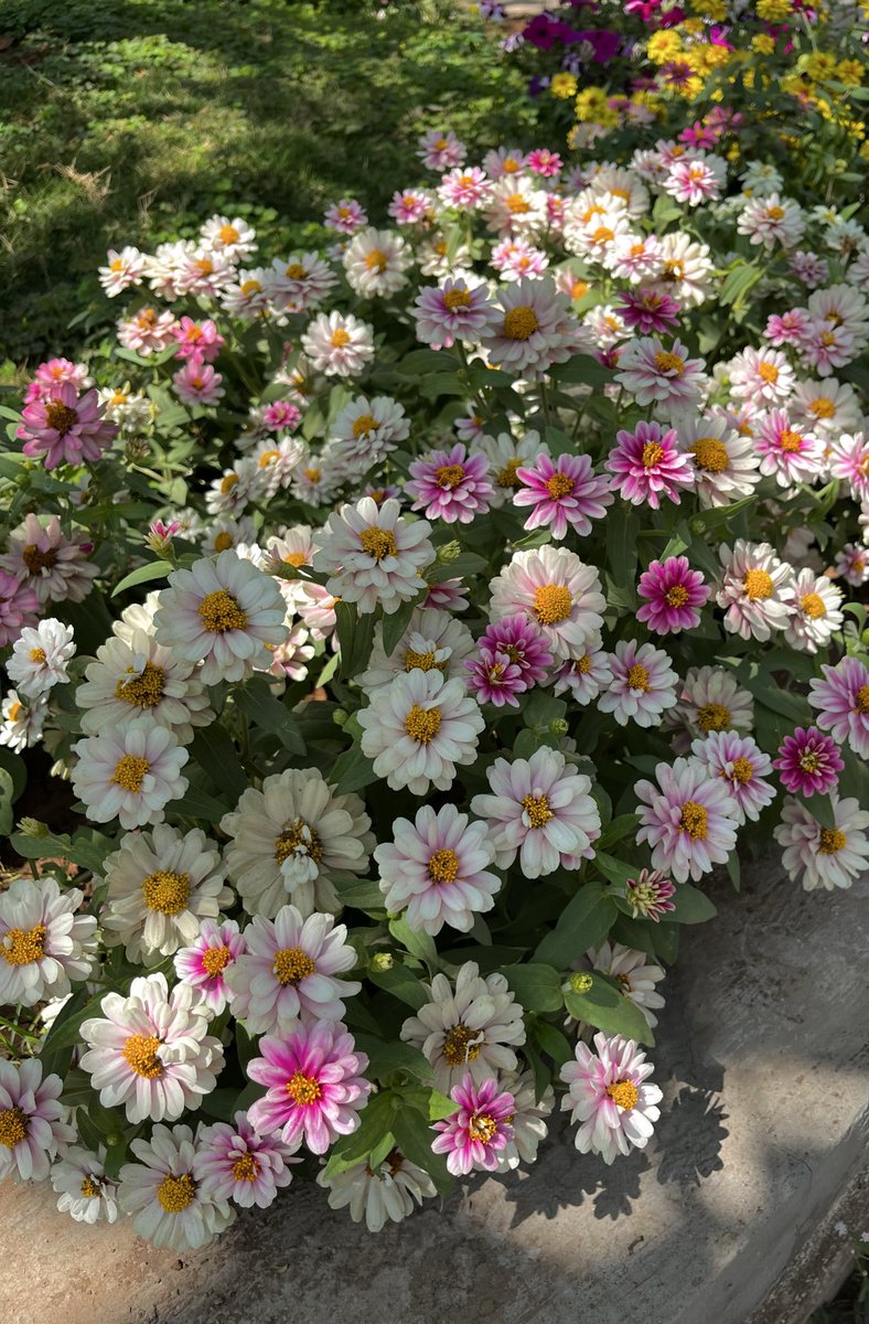 Nagaraj Balasubramanian tweet media