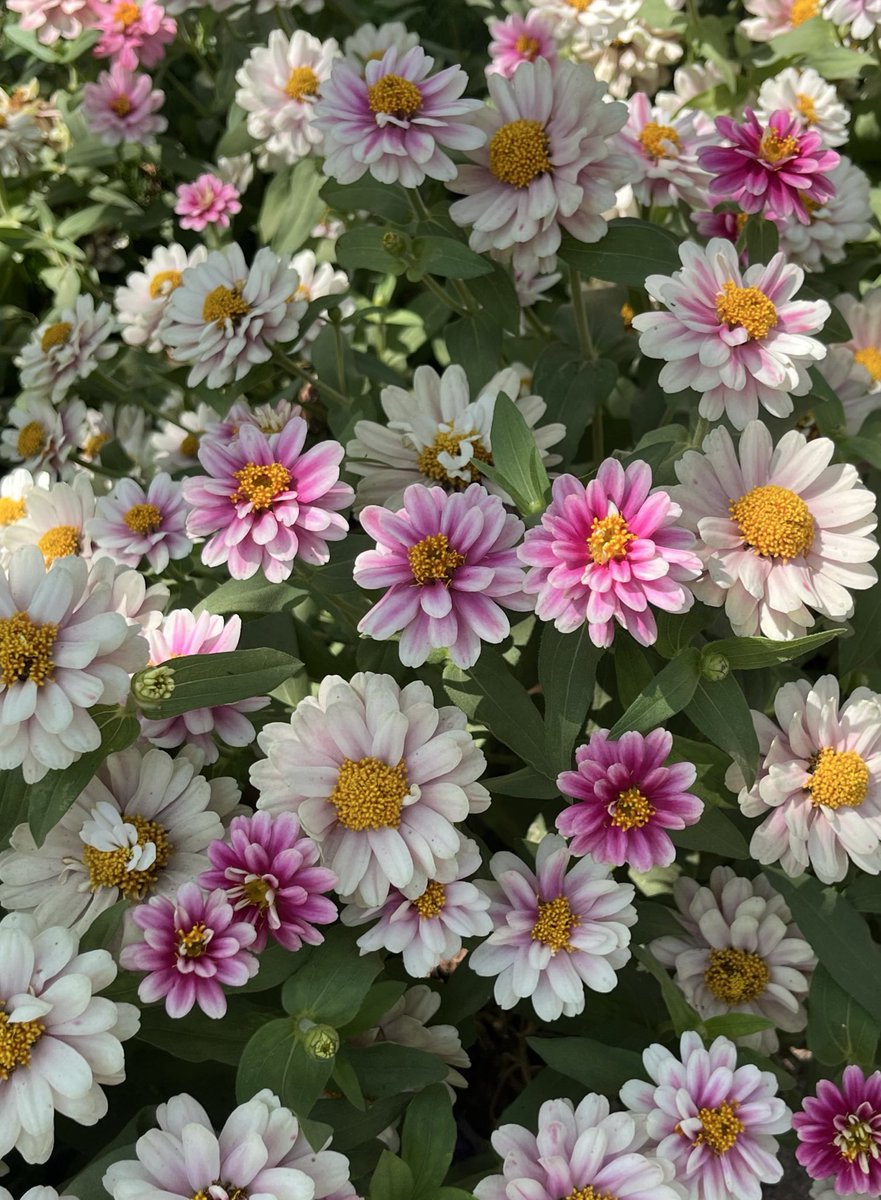 Nagaraj Balasubramanian tweet media