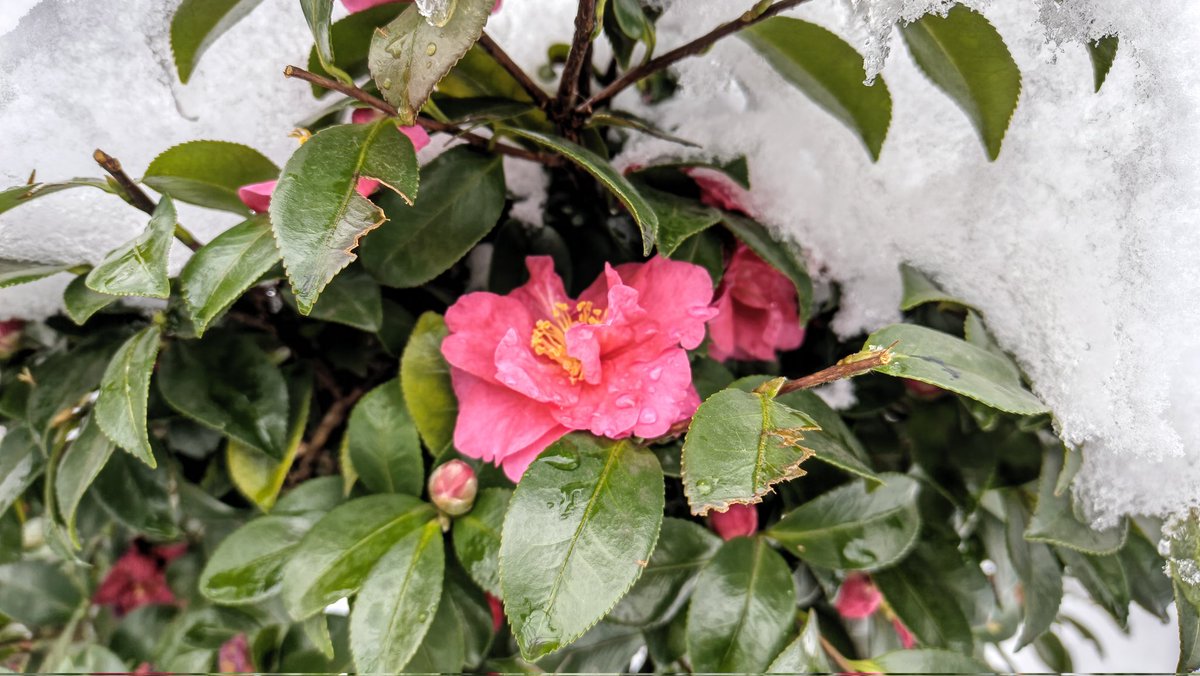 ❄雪の日❄️

東京で積雪は珍しいから、朝からのんびり散歩。

街中が止まったように静か。聞こえるのは木々が揺れる音、鳥の鳴き声。

ゆっくり深呼吸。白い吐息、広がり薄まる。

にしても、ここ数日は寒暖差が大きい💦

風邪引かないように気をつけたい😭

◇写真「冬の花、白のドレス」

💐❄️⛄️❄️💐