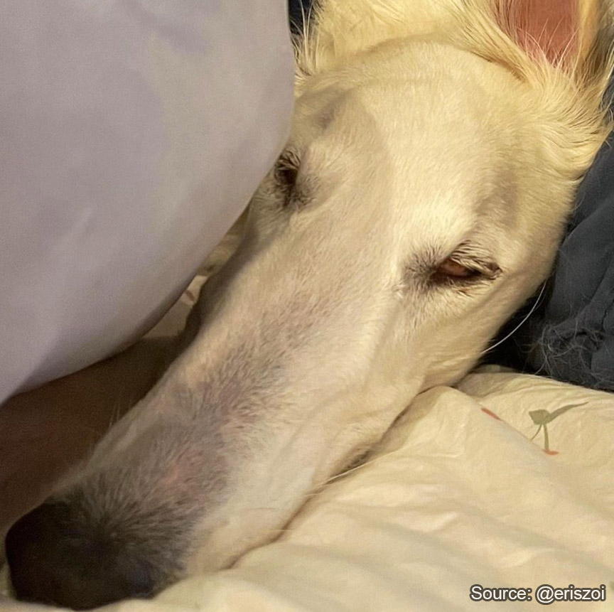 Borzoibot tweet media