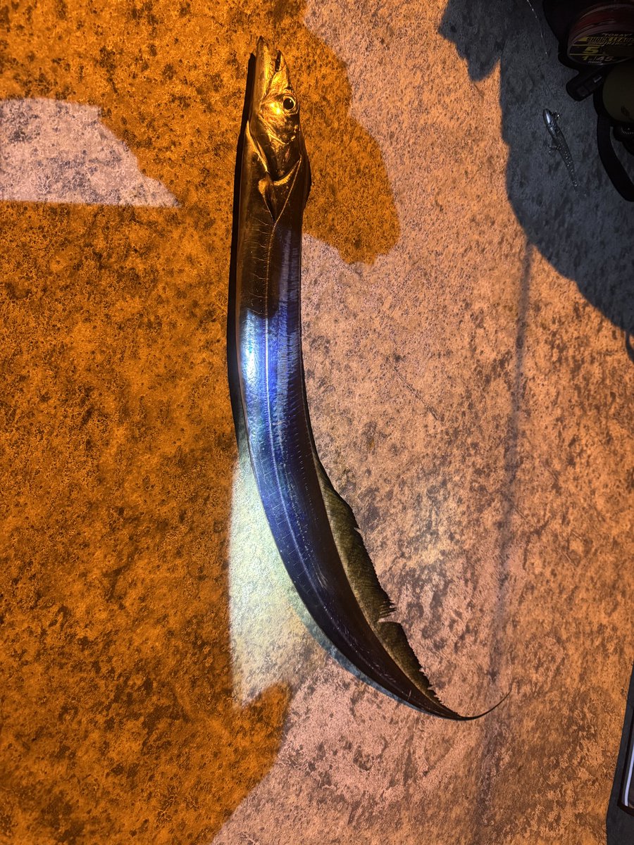 WE_RockMan's tweet photo. 『釣行記録』

2026年3月20日(金)
大潮
釣行:6

タチウオ 2

やっとまともなのが釣れた！！
あぶねぇ https://t.co/exho5Xnf5s