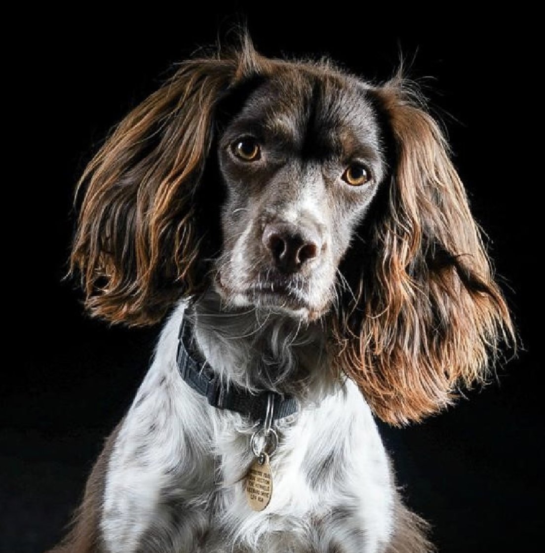 Police Mutual tweet media