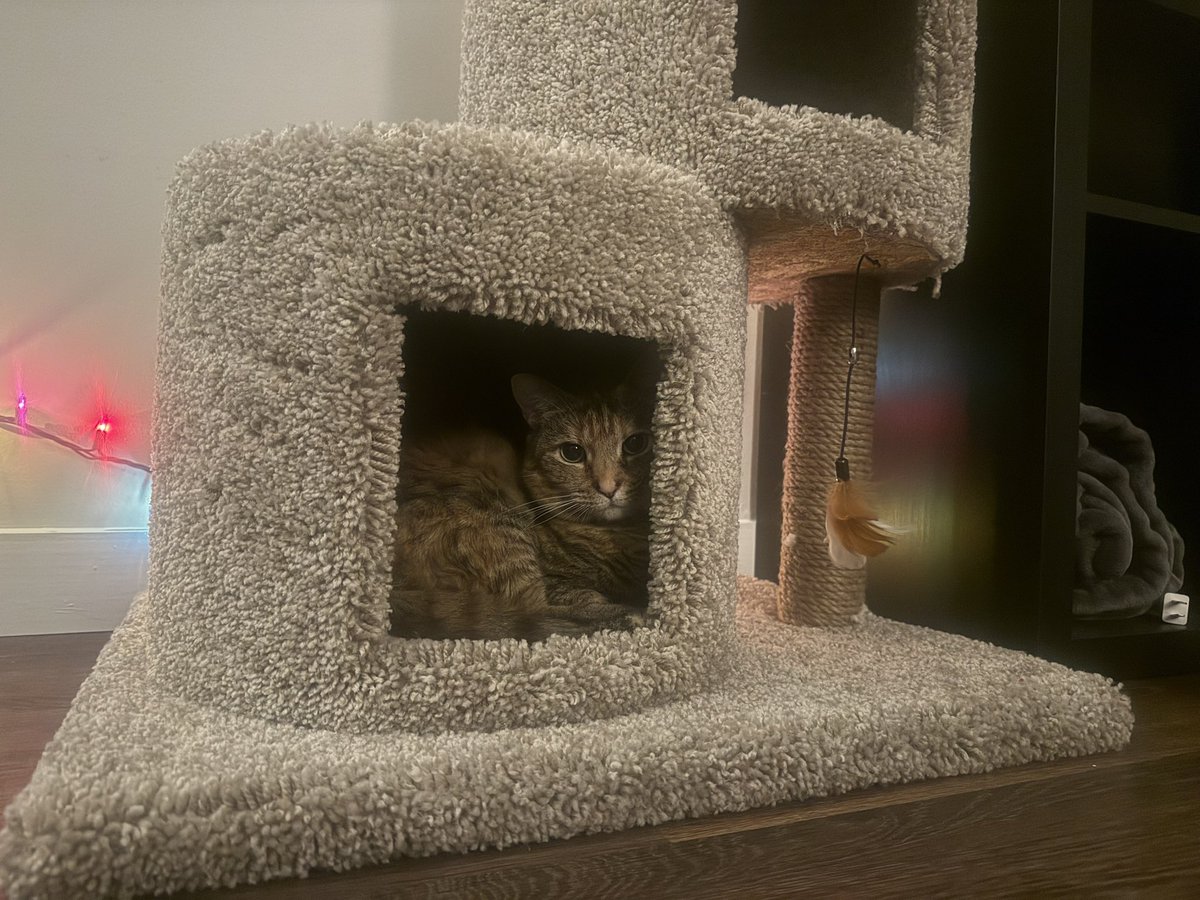 gabriel ( 'ᴥ' ) tweet media