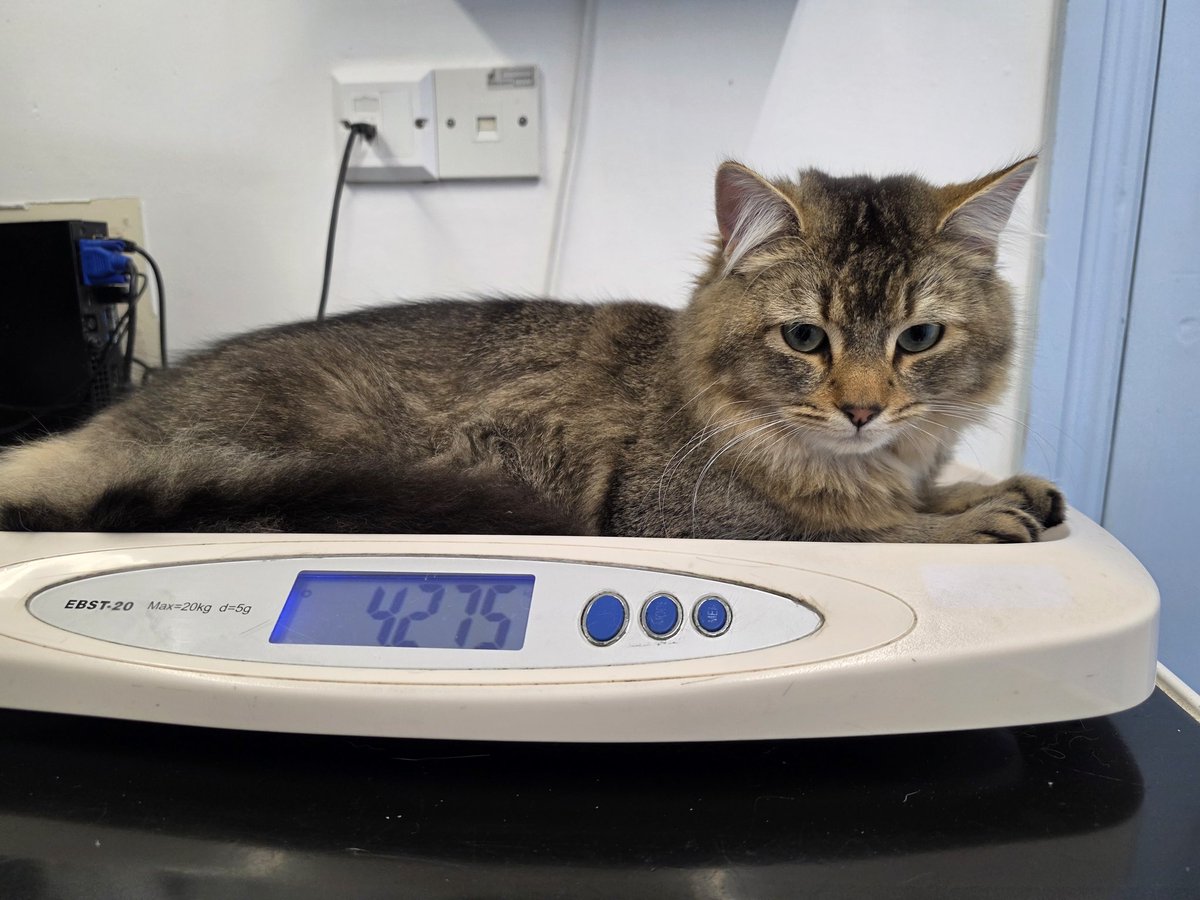 Bradford Cat Watch Rescue tweet media