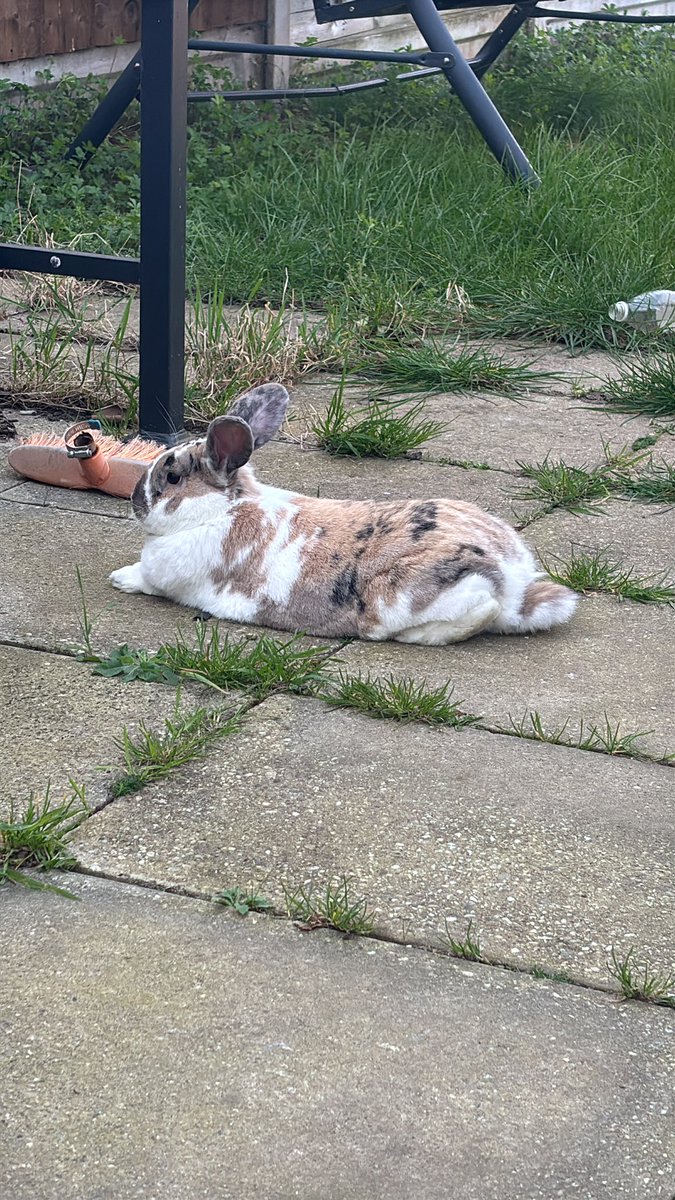 robyn 👱🏻♀️& paddy 🐰 tweet media