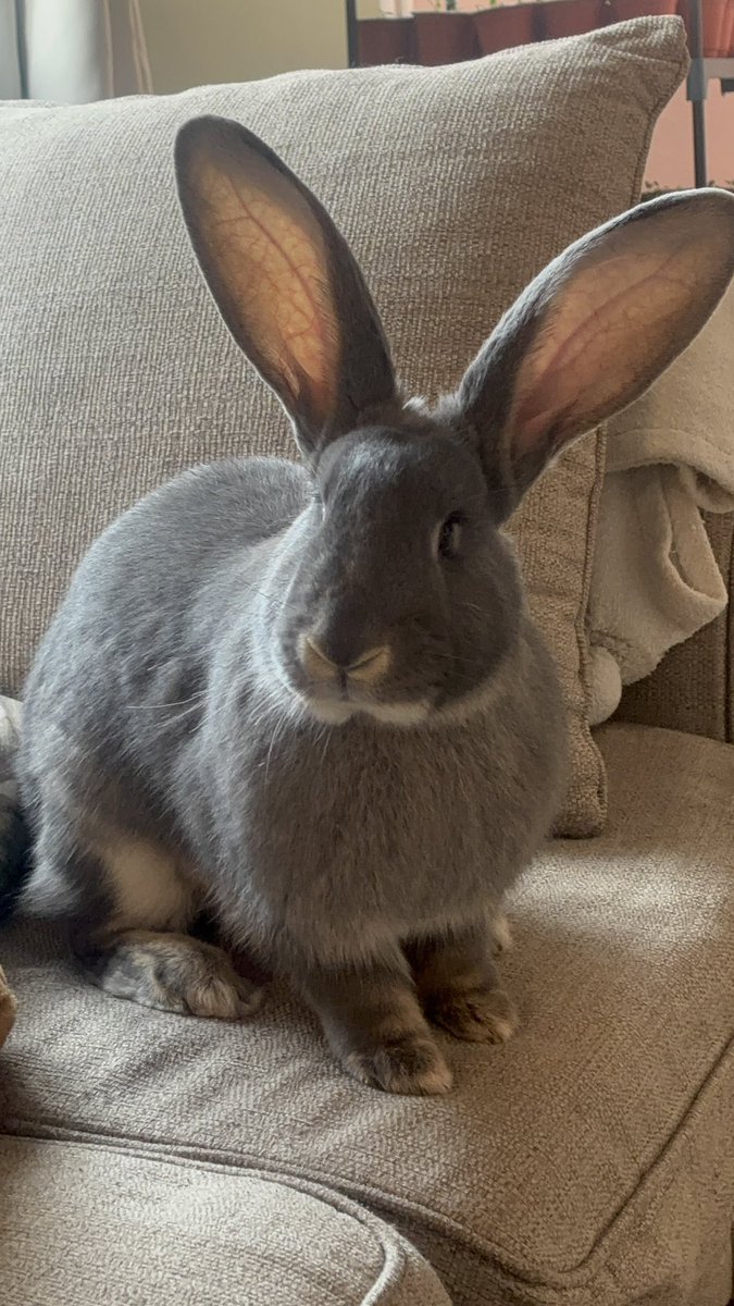 Carrot Cottage Rabbit Rescue tweet media