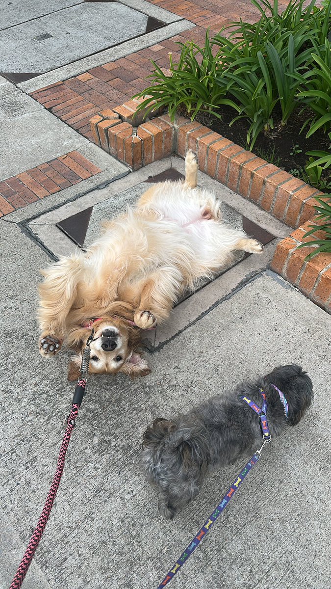 🇮🇩 JoseFallaR - 🔟⭐️ tweet media