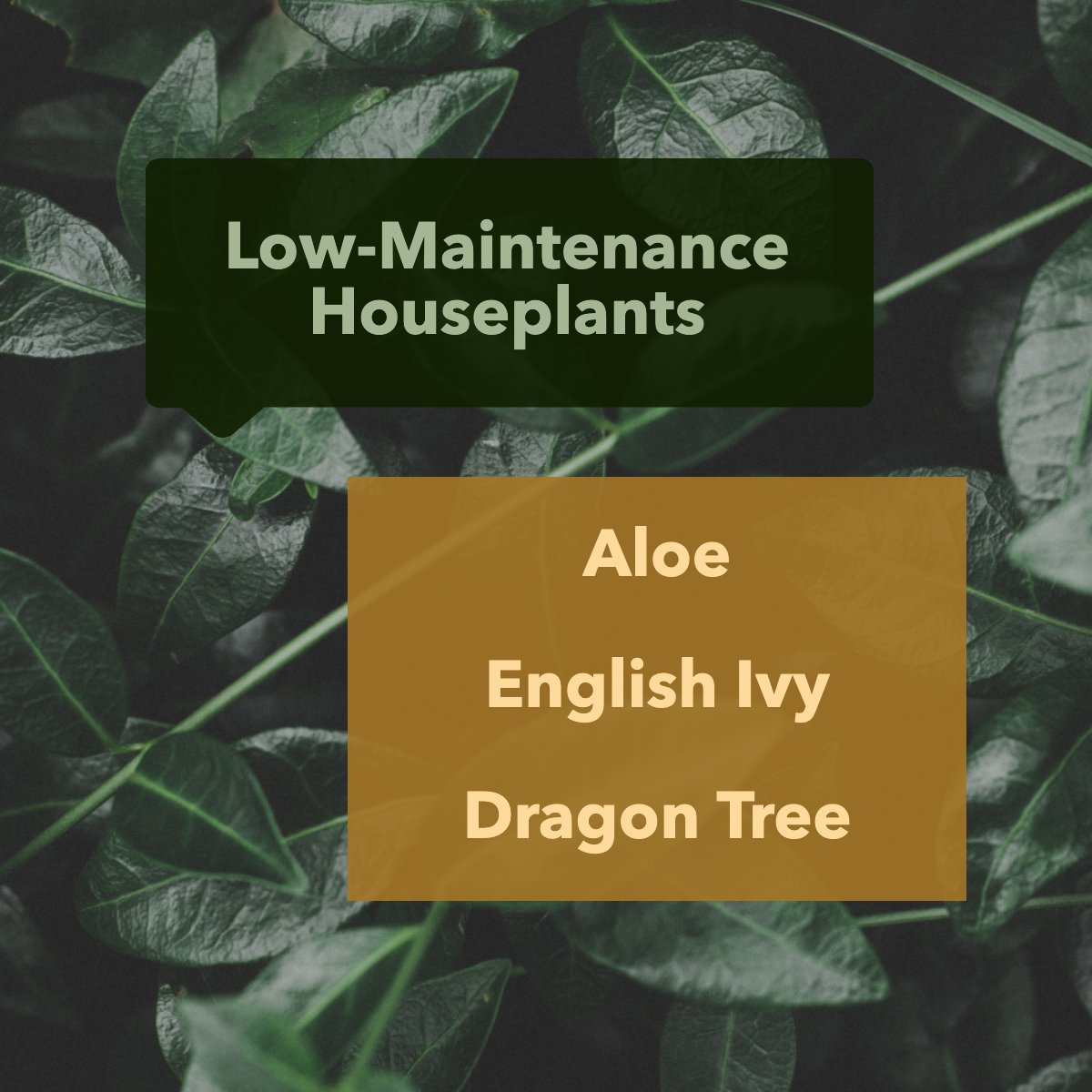 Feeling a little "blah" 😕? Spruce up your space with gorgeous greenery.  🌷

These low-maintenance houseplants make it look easy:

Aloe
English Ivy
Dragon Tree

#plants #plant #plantfacts #houseplants #indoorplants #green #leaves