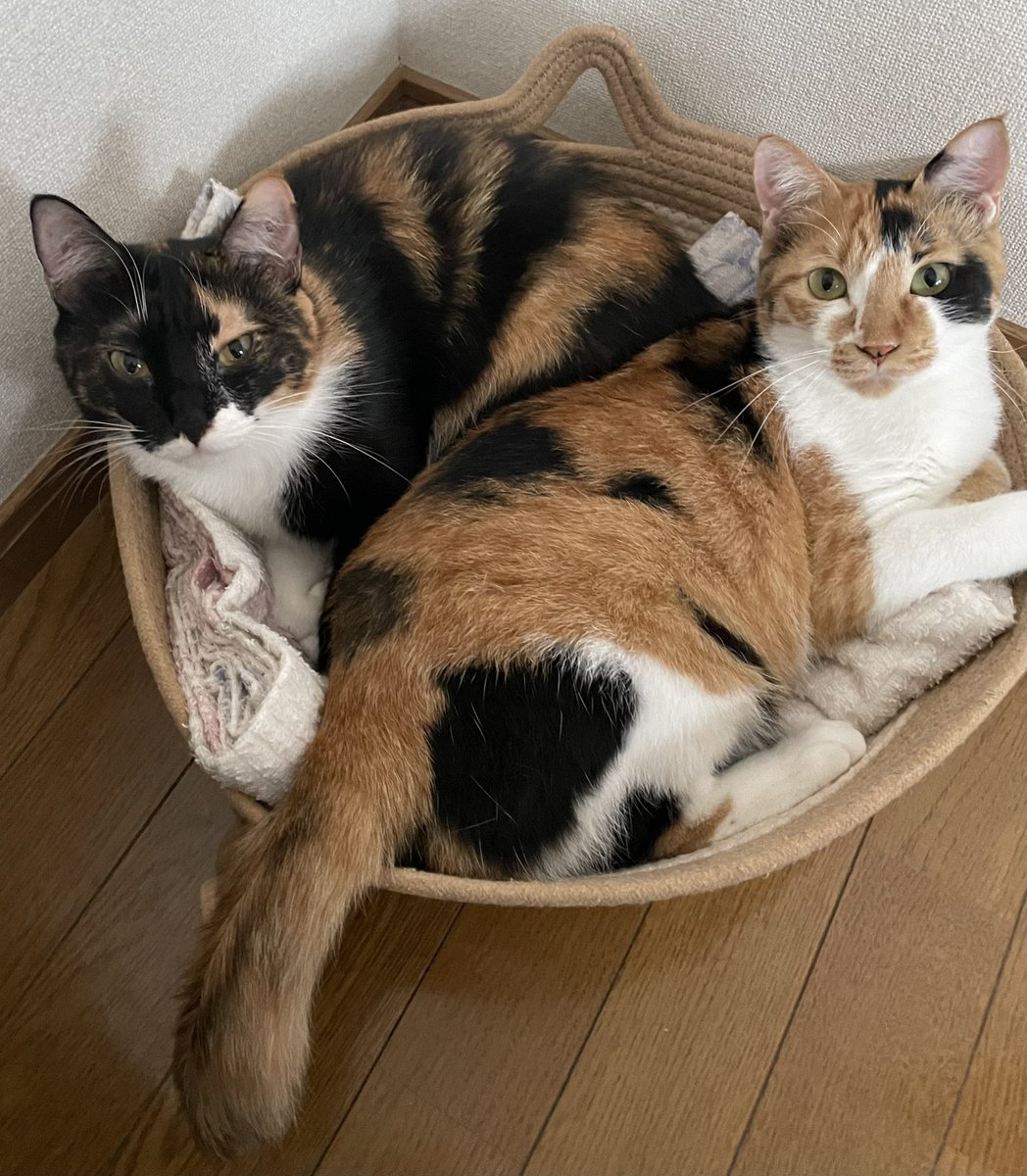 ナナベル tweet media