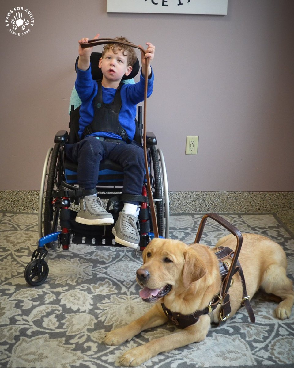 4 Paws For Ability tweet media