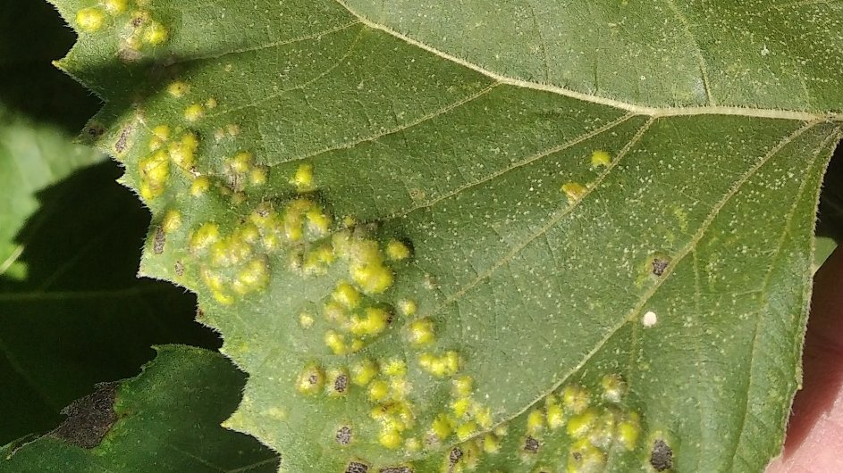 INTA Informa tweet media