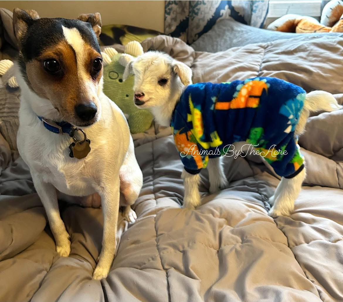 bankofOSHI tweet media