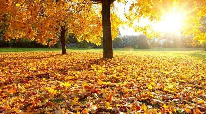 Welcome Fall! 🇧🇷
Light green to green, dark green, brown
Every life is falling down
Brown to black, its coming back
Dies to be part of the ground...
#Fall #PearlJam #Cropduster