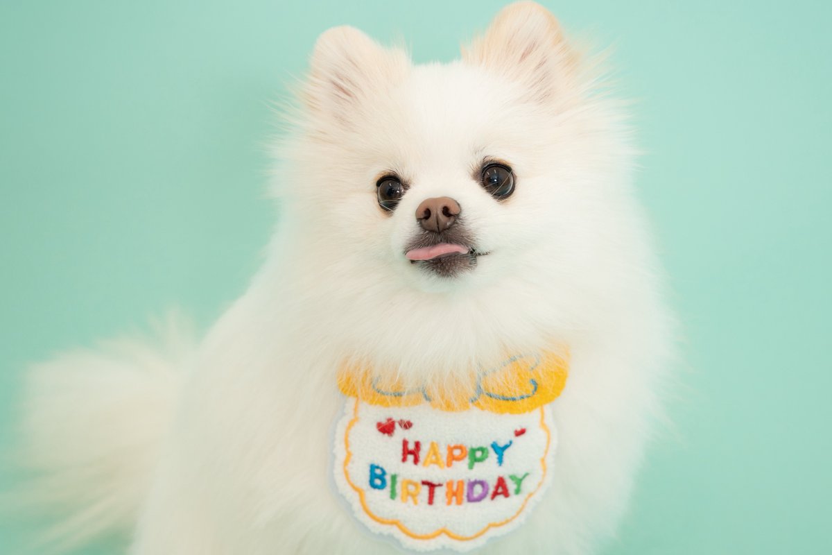 ポメラニアンの天くん！ tweet media