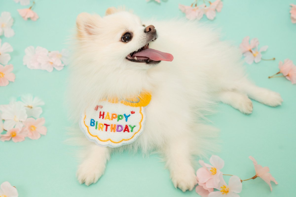 ポメラニアンの天くん！ tweet media