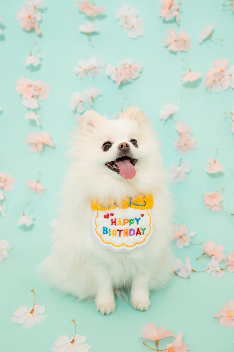 ポメラニアンの天くん！ tweet media