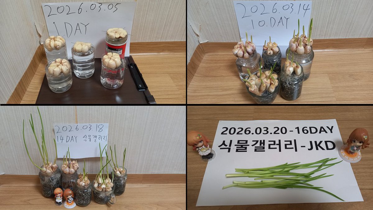 JKD_85's tweet photo. 식물갤러리 - 마늘새싹 키우기
디시인사이드 『식물 갤러리』 분들께 감사드립니다.!
Plant Gallery - Growing garlic sprouts
Thank you to DC Inside Plant Gallery!
#식물갤러리 #식물갤 #마늘새싹
#마늘싹 #마늘종 #마늘쫑
#Growinggarlic #garlic #Plant https://t.co/2GkdRQrjnF