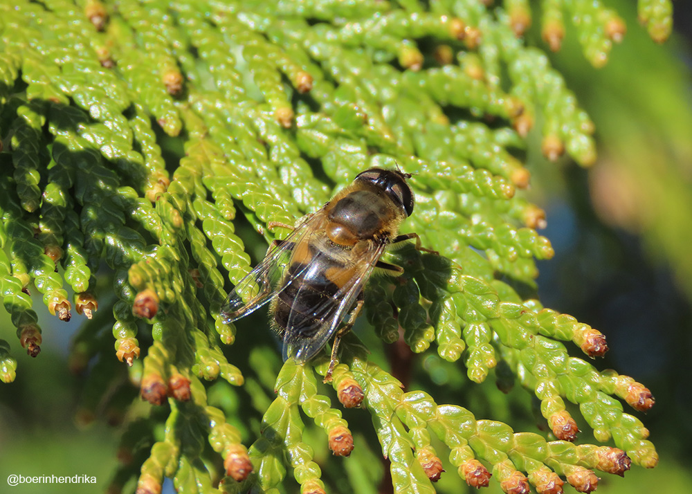boerinhendrika's tweet image. Een #kegelbijvlieg - een #zweefvlieg Gelukkig zijn er tegenwoordig determinatie-apps, want ik ken maar een aantal insectensoorten bij naam.

#ObsIdentify
#insecten #insectenopdeboerderij 
#boerennatuur💚
#gangbare_landbouw🍀