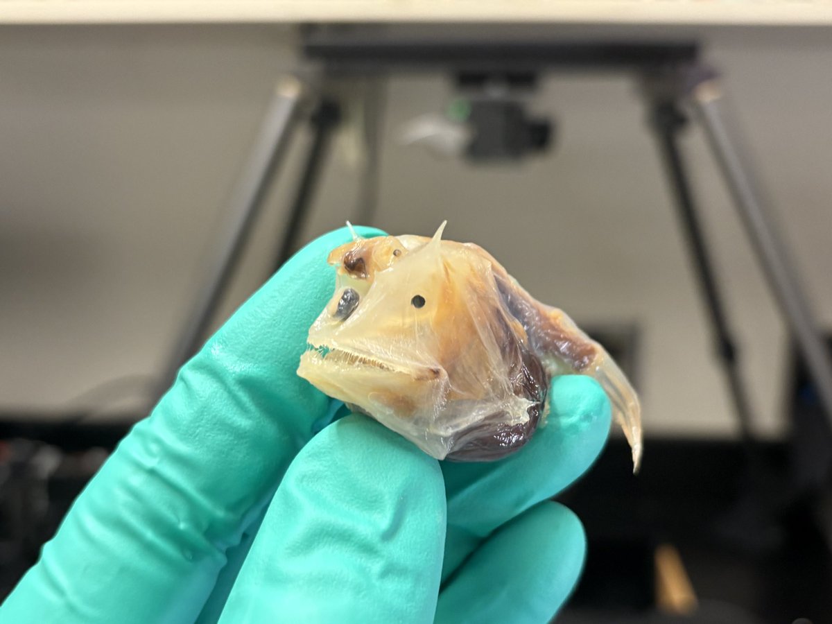 Alex Maile tweet media