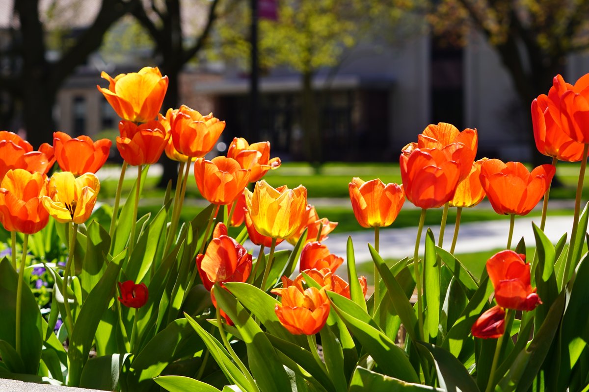 University of Detroit Mercy tweet media