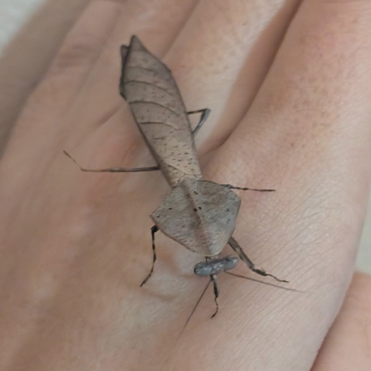 🍉Archesuchus🪶 tweet media