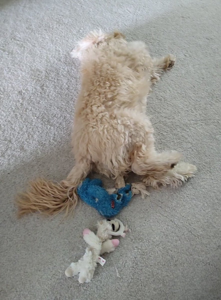 🍖Arie Bear🍖 tweet media