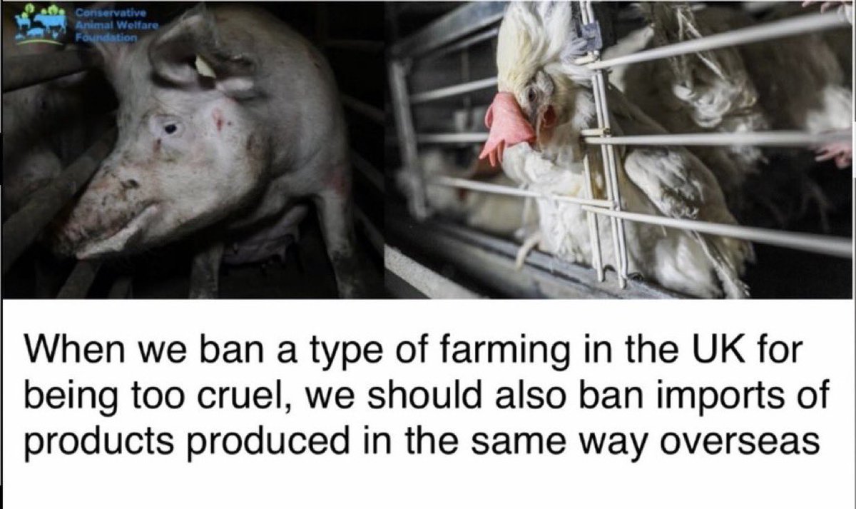 Conservative Animal Welfare Foundation tweet media