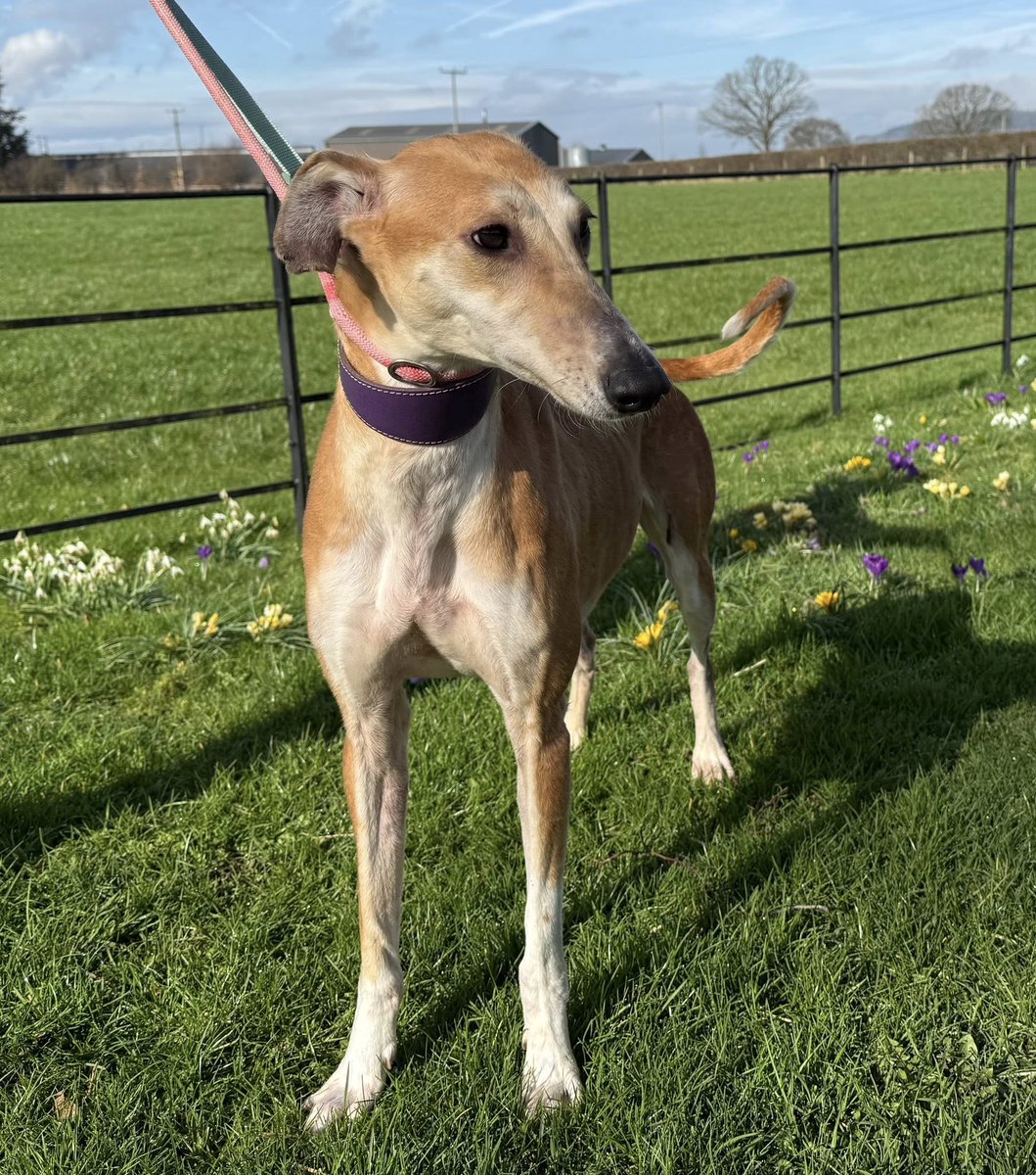 Animal Adoptions UK 🐕🦺🐈🐎❤️ tweet media