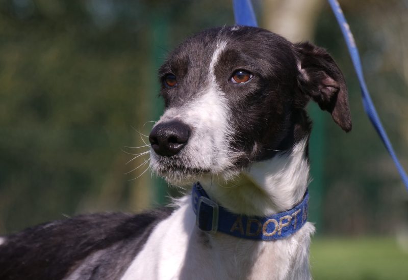 RSPCA Radcliffe tweet media