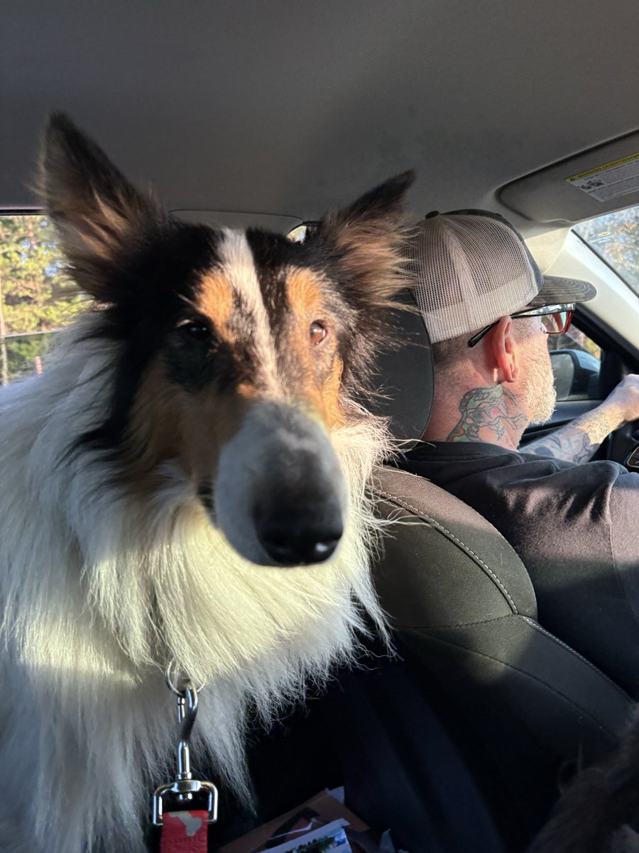 copperhead888's tweet photo. @johnsha13440626 @Dogman1013 Collies are the best. https://t.co/HjV6BMgaQq