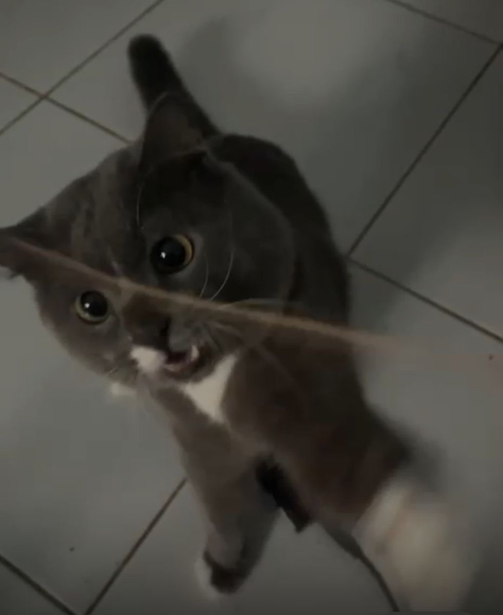 Fio˖Ი𐑼⋆ | 🐰 tweet media