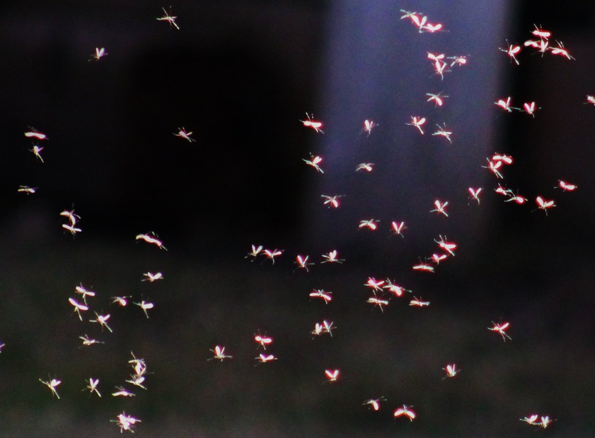 Inese Zepa tweet media