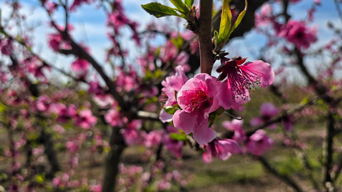 Jordi Rodoreda Rosàs tweet media