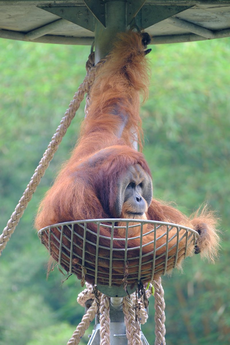 Orangutan Outreach 🦧❤️🌳 tweet media