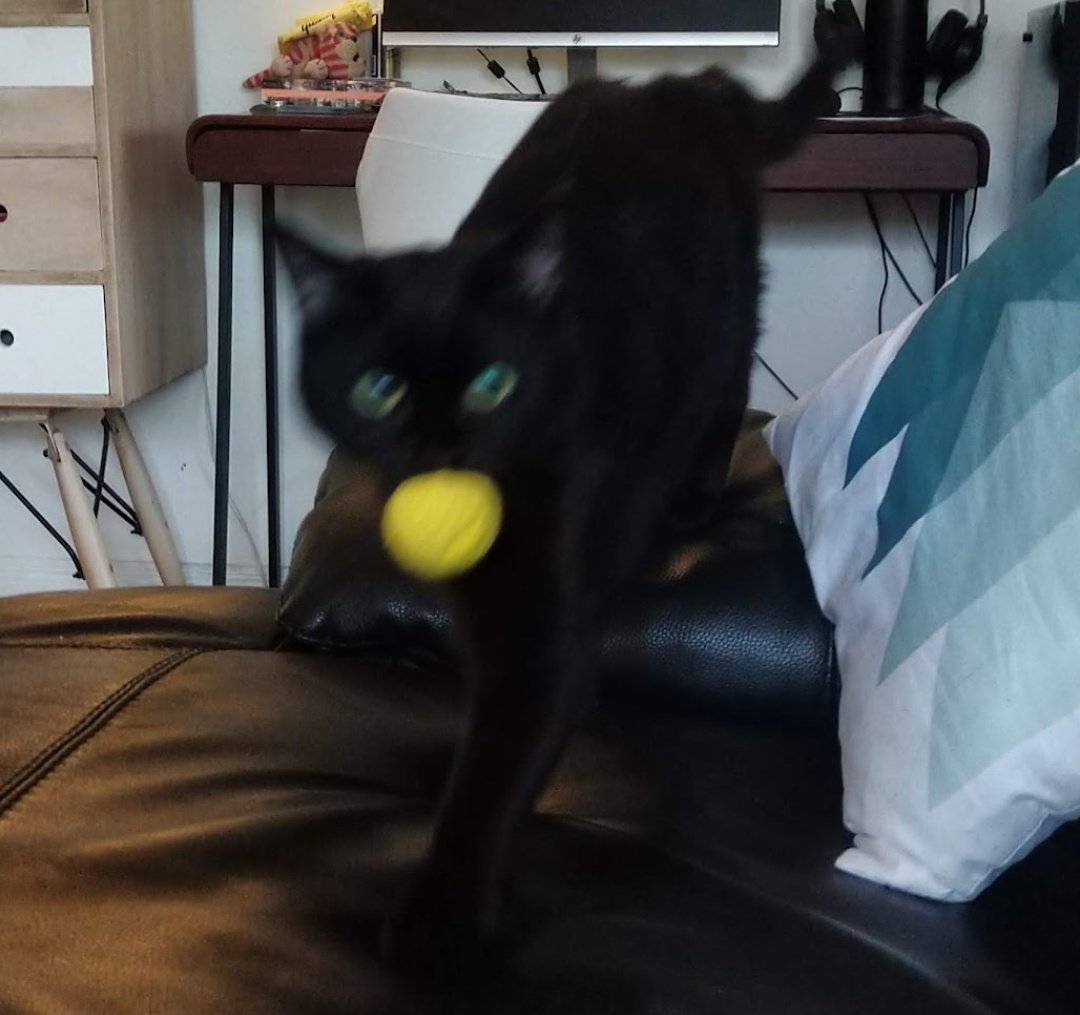 Grace Peacock tweet media