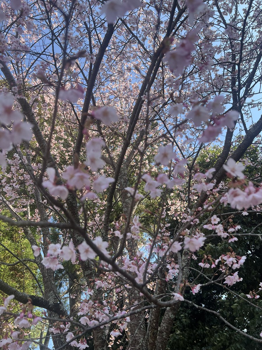 Sumiko666's tweet photo. 早咲きの桜見てきた https://t.co/tLikJy4pg2