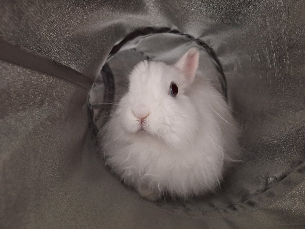 ピロシキ tweet media