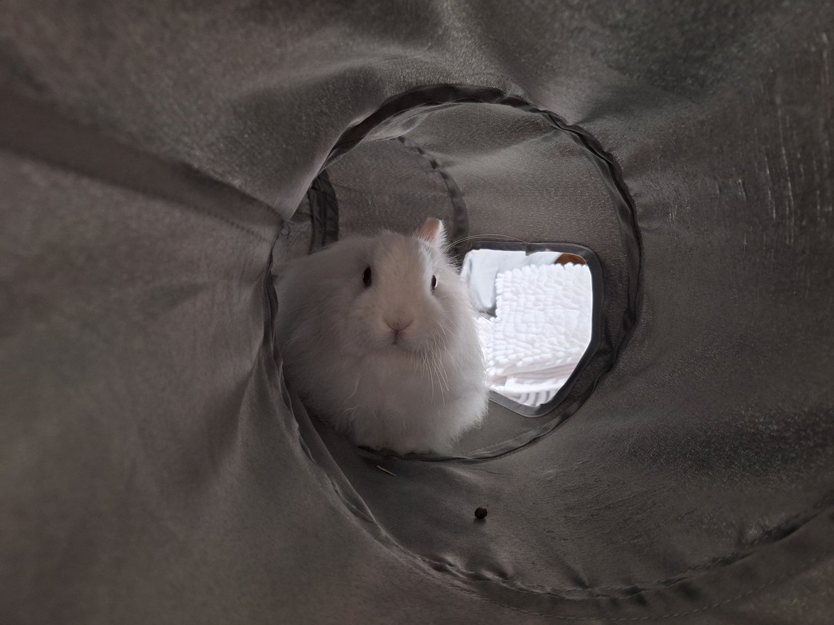 ピロシキ tweet media