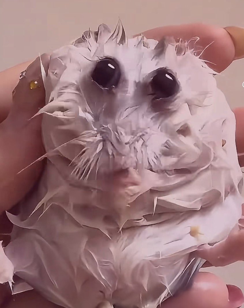 Minty 🌰 tweet media